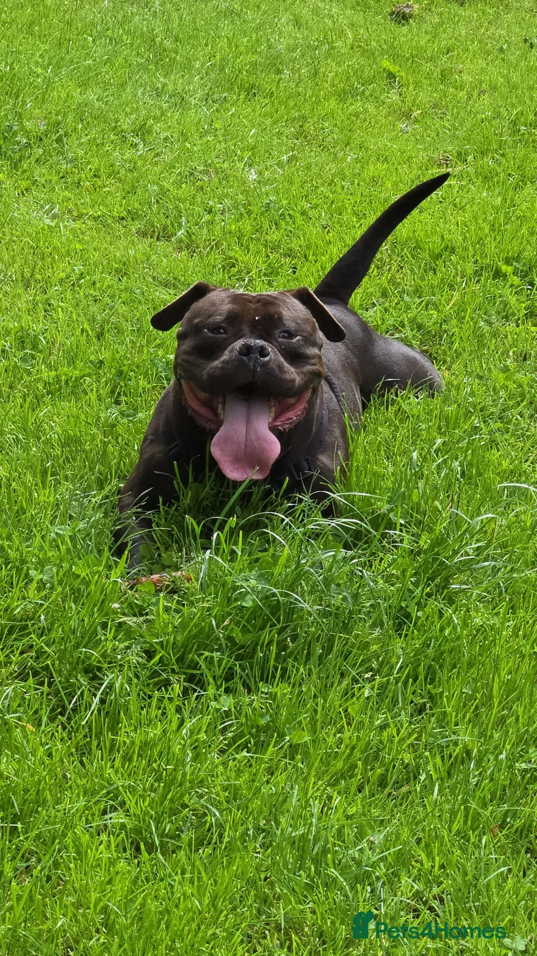 American Bulldog dogs for sale: Beautiful pocket bully  - Advert 1