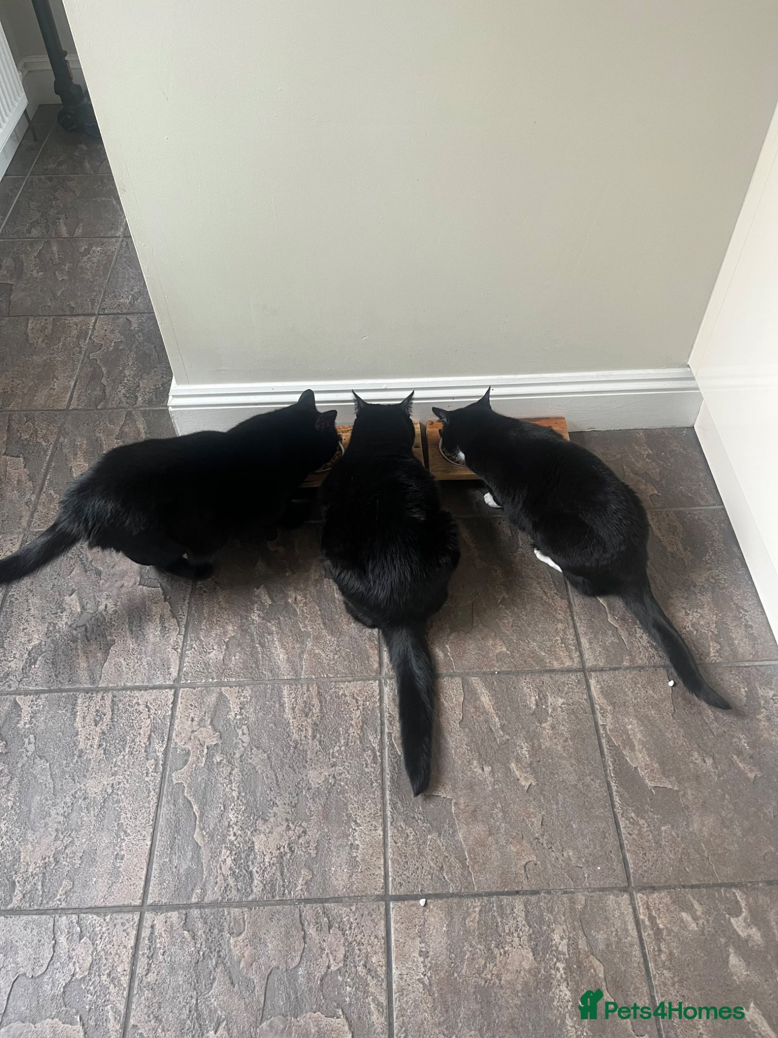 Domestic Shorthair cats 3 cats free to a good home - Advert 13