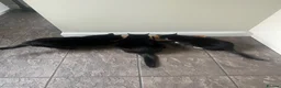 Domestic Shorthair cats for sale: 3 cats  **  in Deeside - Advert 1