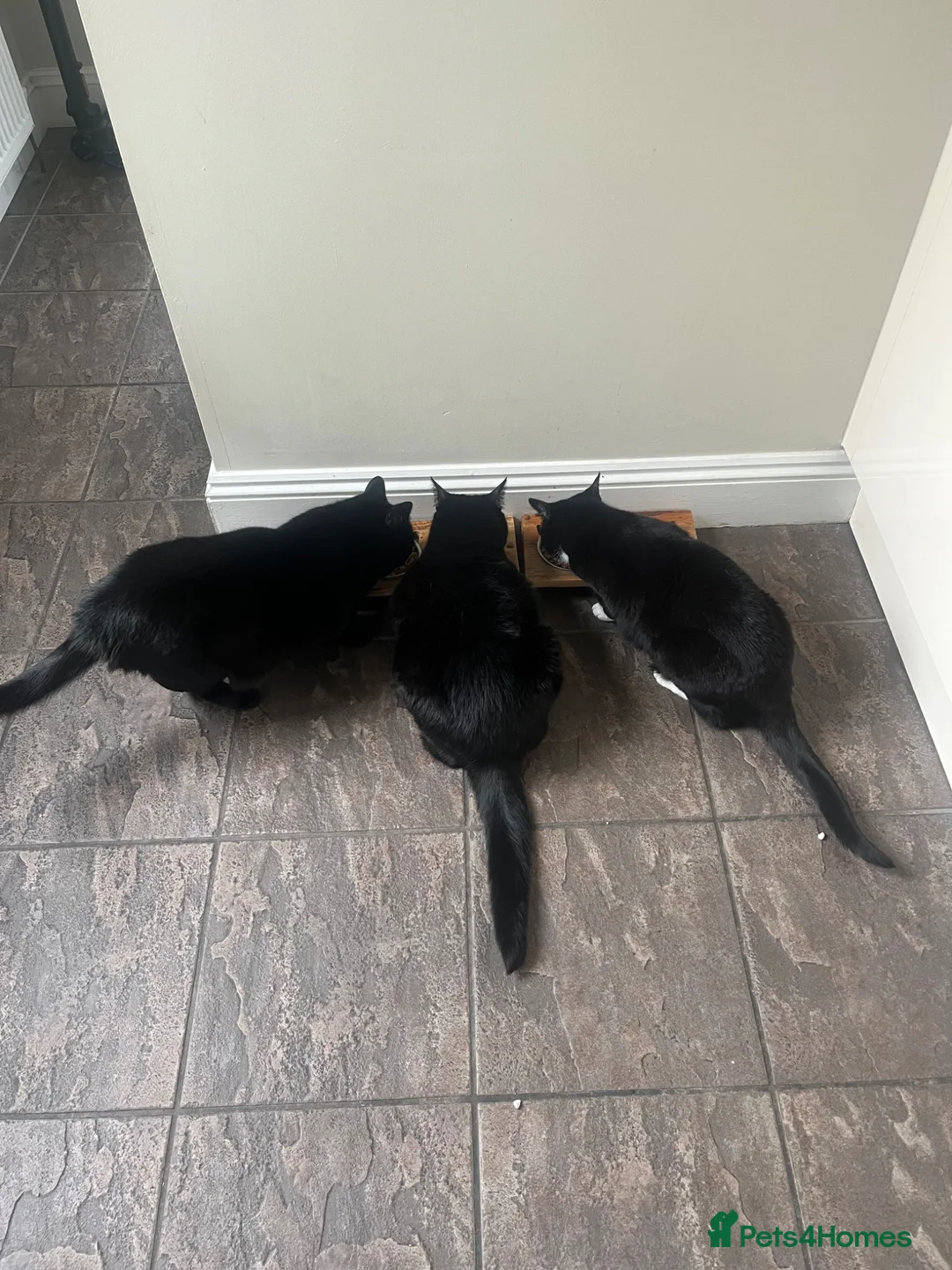 Domestic Shorthair cats for sale: 3 cats  **  in Deeside - Advert 1