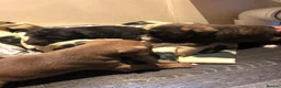 Mixed Breed dogs for sale: Beautiful bedlington whippet puppies in Basildon - Advert 4