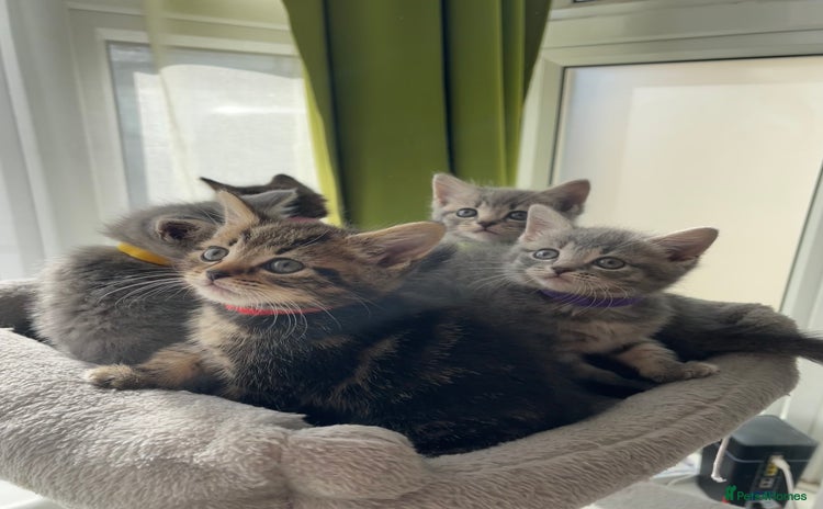 British Shorthair cats - Advert 15