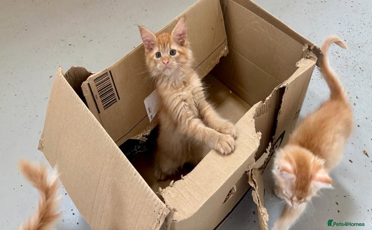 Maine Coon cats - Advert 10