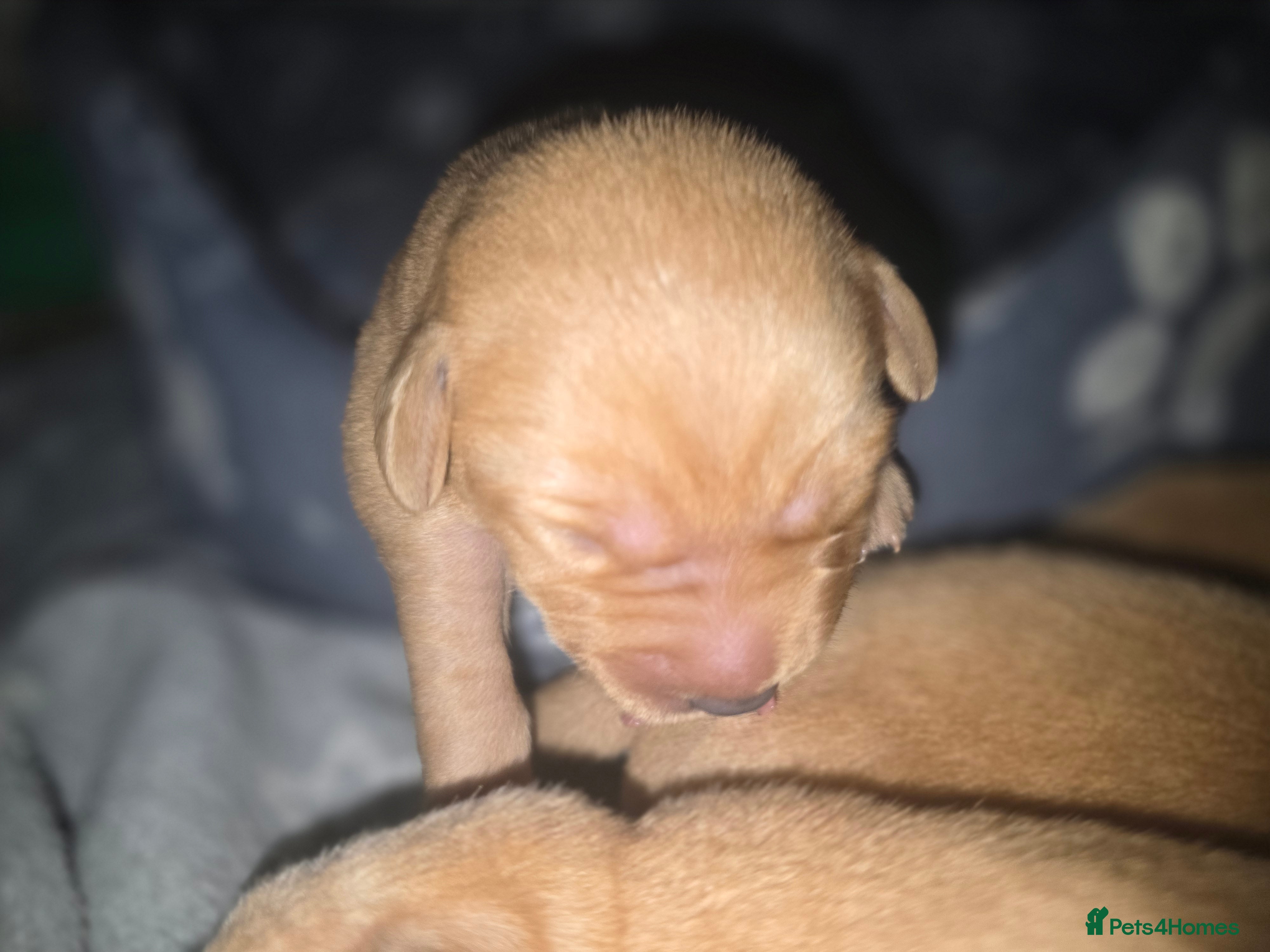Labrador Retriever dogs for sale: 7 perfect plump little Red Labrador puppies - Advert 7
