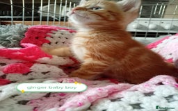 Mixed Breed cats for sale: Blue, eyed baby's  - Image 3
