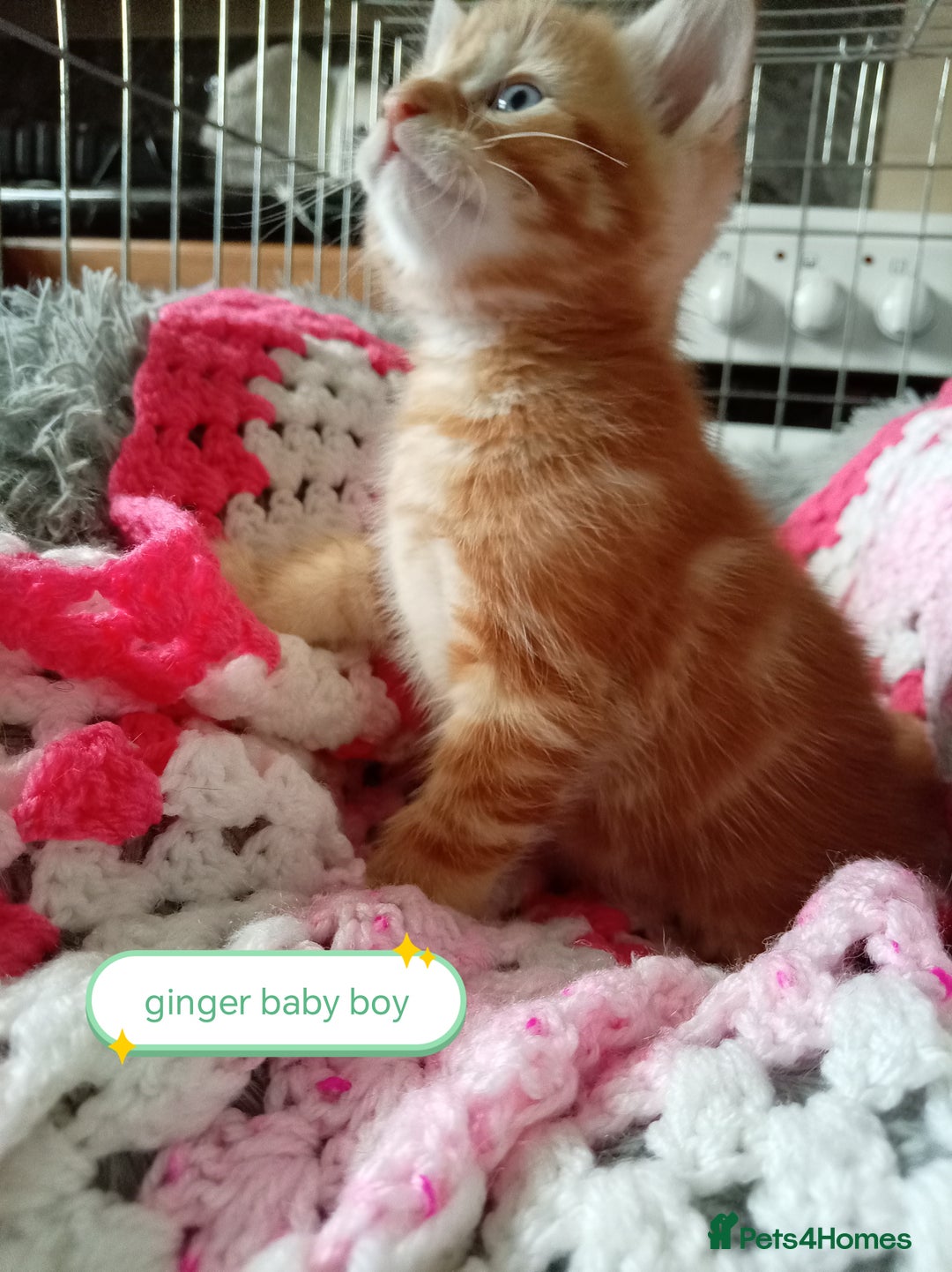 Mixed Breed cats for sale: Blue, eyed baby's  - Image 3