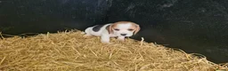 Beagle dogs for sale: Adorable Beagle Puppy  - Advert 5