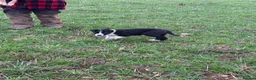 Border Collie dogs for sale: Two border collie pups for new homes - Advert 2