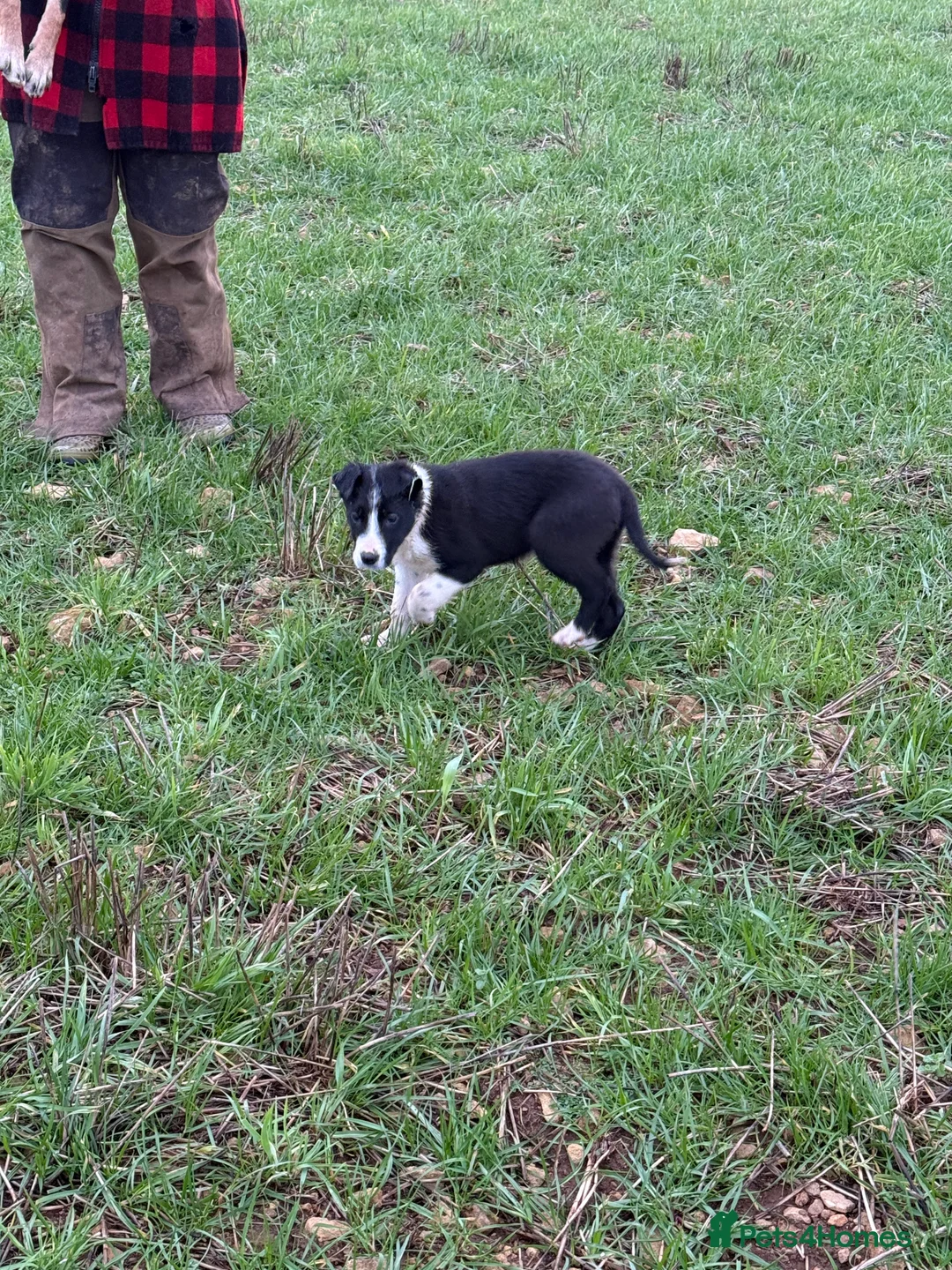 Border Collie dogs for sale: Two border collie pups for new homes - Advert 2