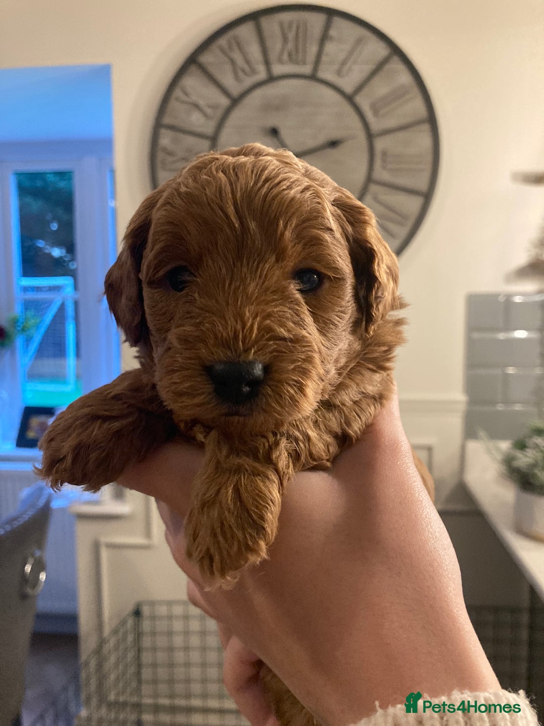 Cavapoo dogs for sale: F1b cavapoo puppies - Advert 21