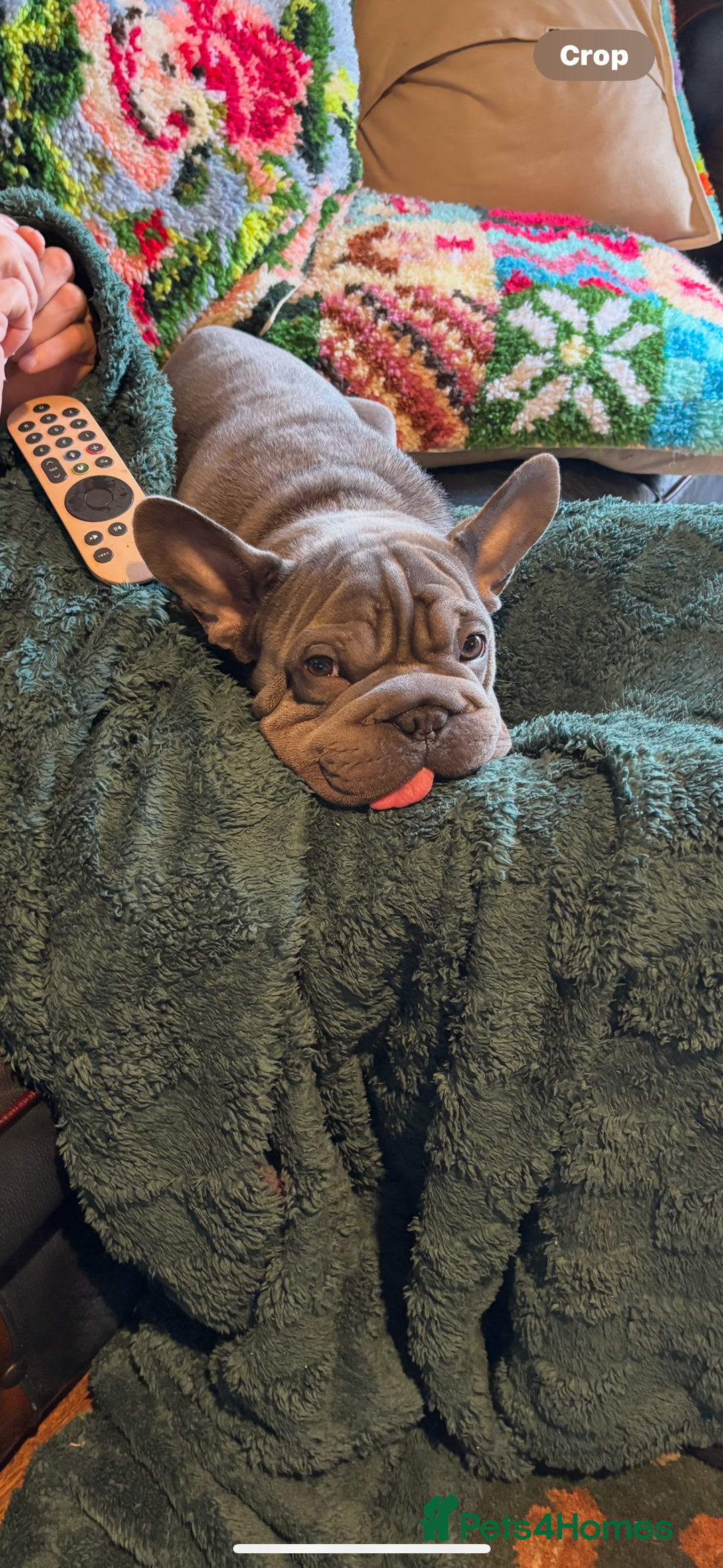 French Bulldog dogs for sale: Boy French bulldog - Advert 2