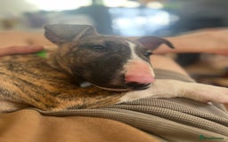 English Bull Terrier dogs for sale: English bull terrier male puppy  - Advert 2