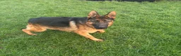 German Shepherd dogs for sale: Stunning male German shepherd for sale - Advert 3
