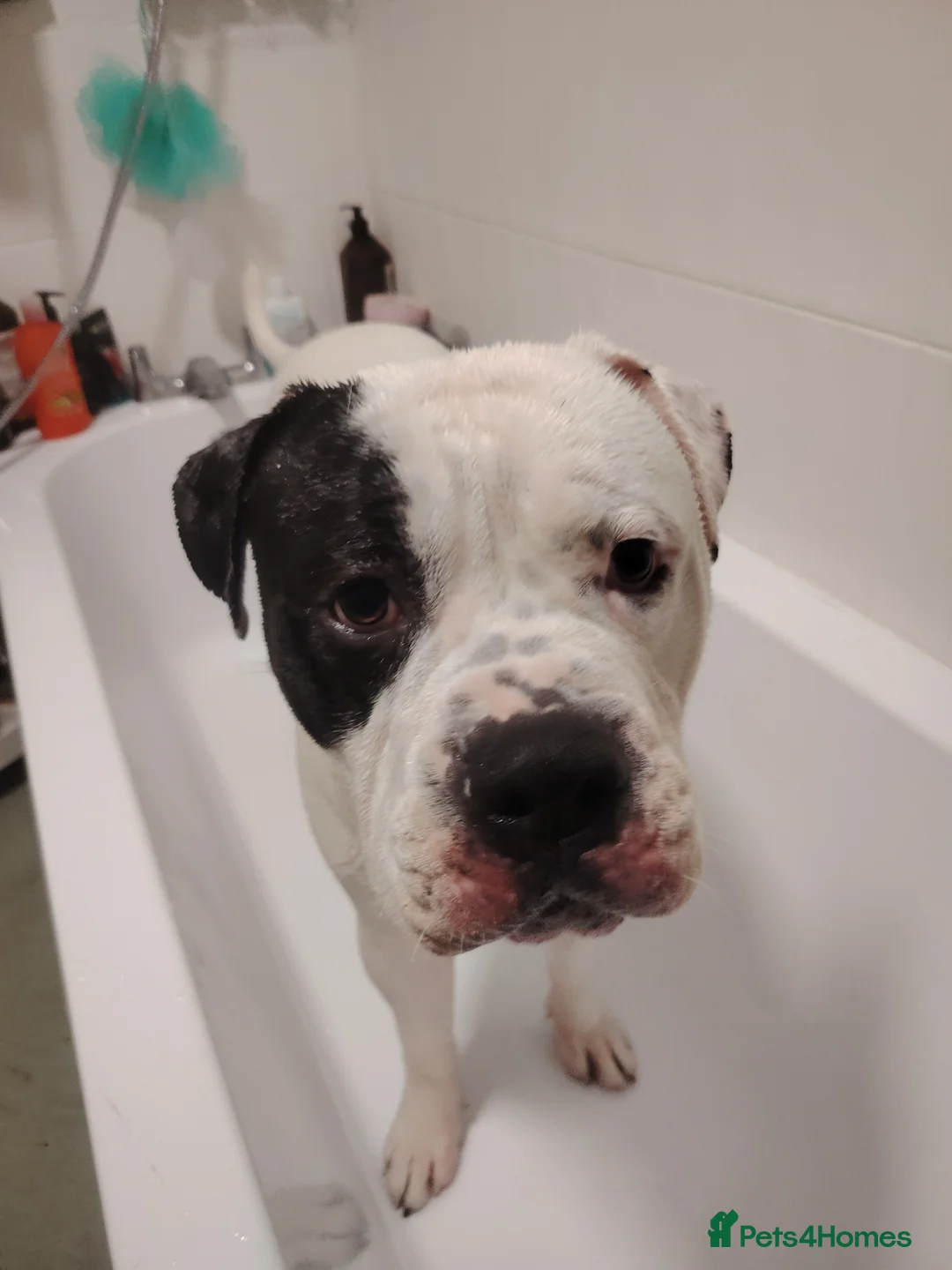 Mixed Breed dogs for sale: Mr Spike  - Advert 3