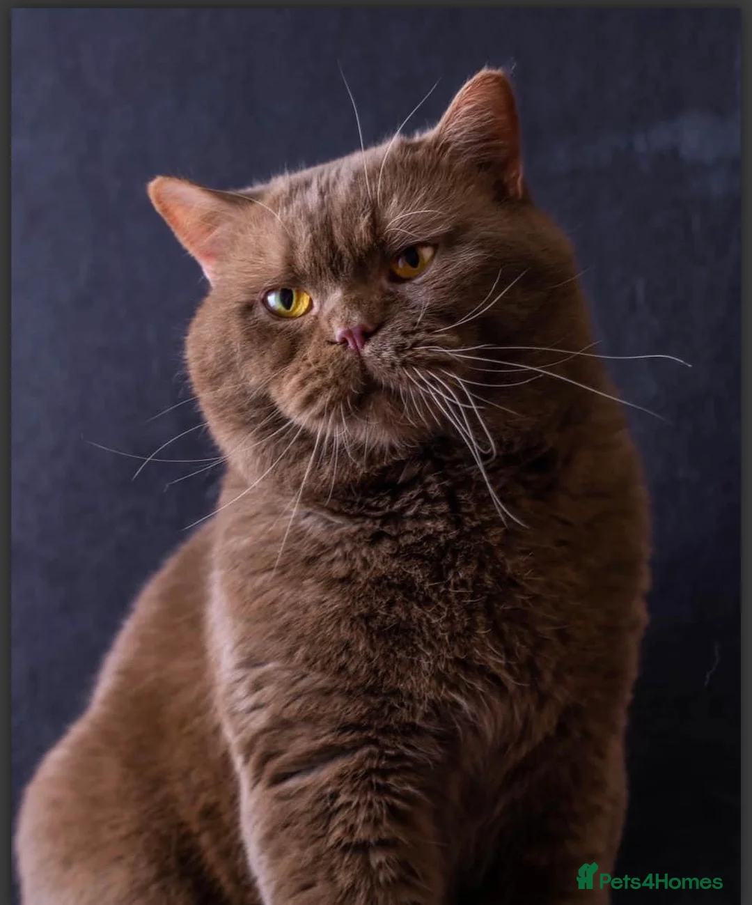 British Shorthair cats for sale: kitten - Advert 2