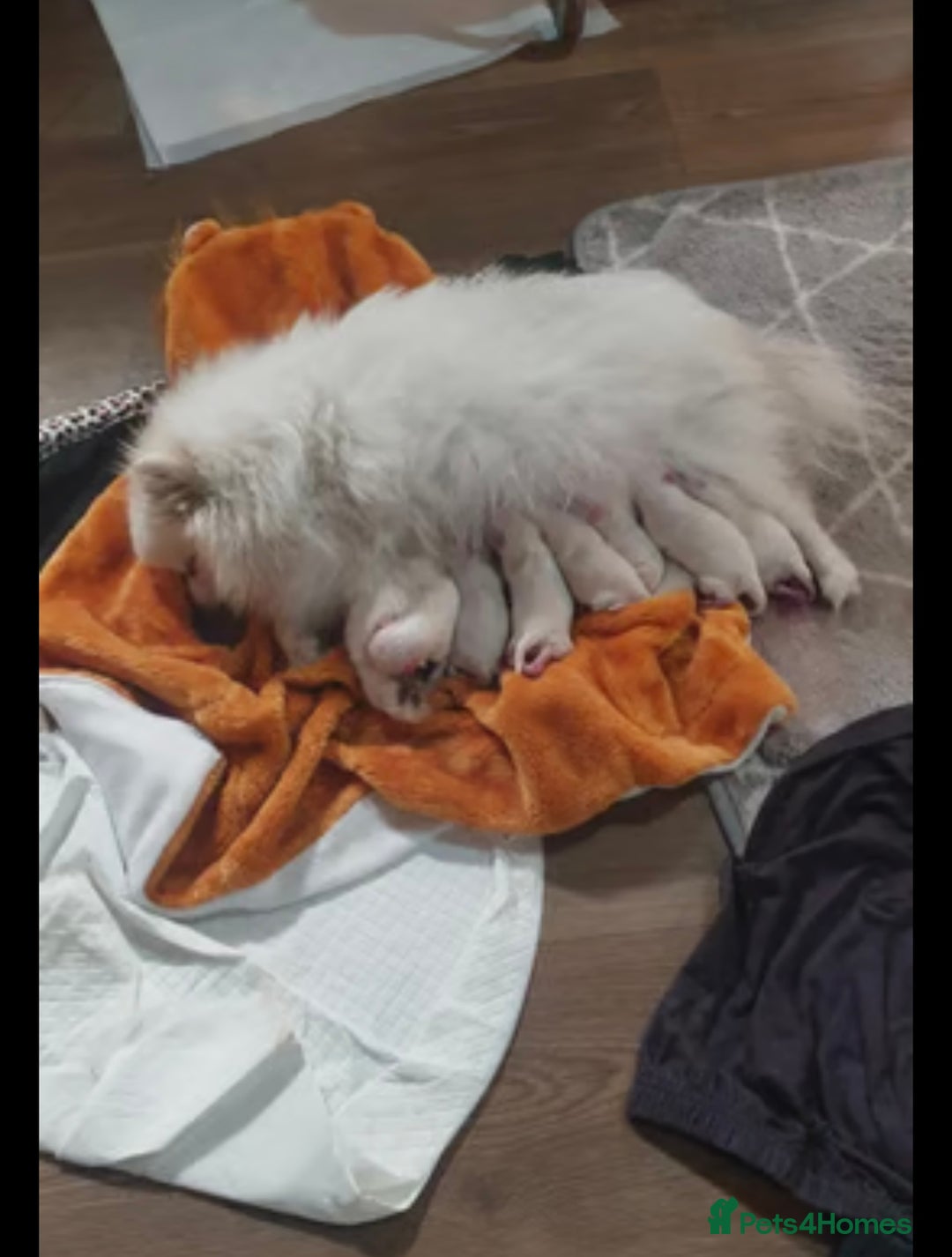 Pomeranian dogs for sale: Cute Pomeranian Ready To Be Rehoused  - Advert 8