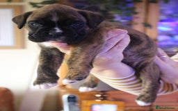 Boxer dogs for sale: KC Boxer Puppies for sale 4 Dogs 2 Bitches - Image 22
