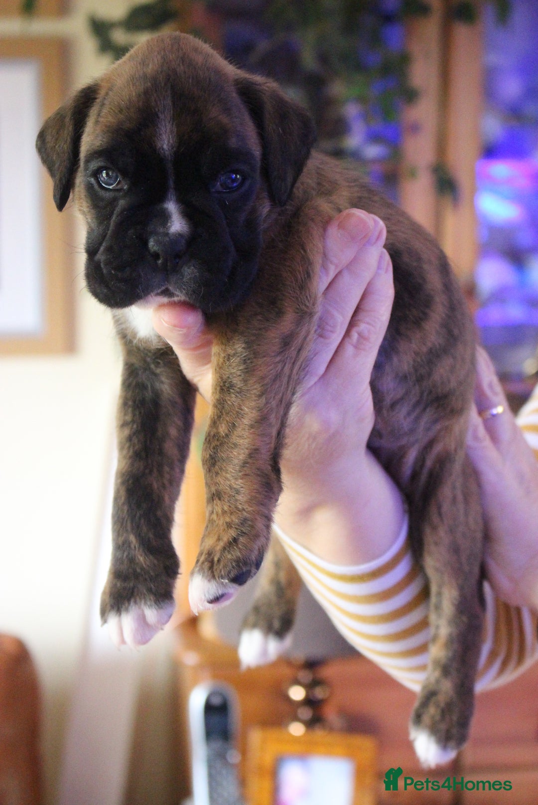 Boxer dogs for sale: KC Boxer Puppies for sale 4 Dogs 2 Bitches - Image 22