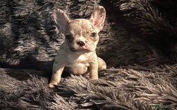 French Bulldog dogs for sale: 2 Female French bull dogs left - Image 3