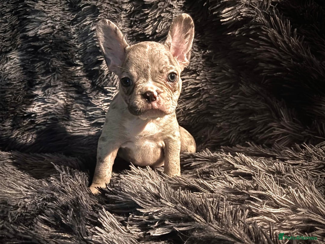 French Bulldog dogs for sale: 2 Female French bull dogs left - Image 3