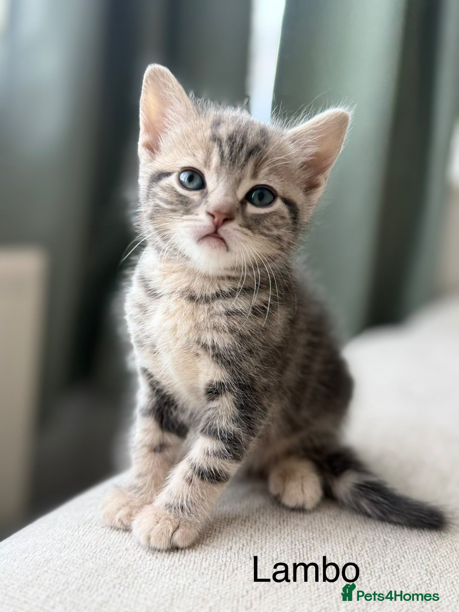 British Shorthair cats Lambo, special point British shorthair  - Advert 1