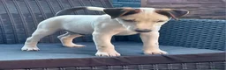 Parson Russell dogs for sale: Quality Parsons Russell Terrier Puppies - Advert 2