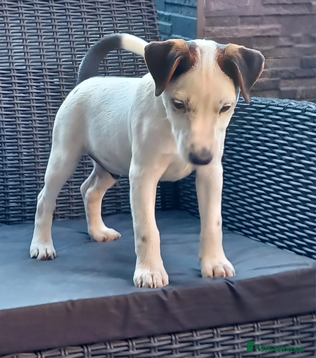 Parson Russell dogs for sale: Quality Parsons Russell Terrier Puppies - Advert 2