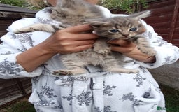 Mixed Breed cats for sale: Adorable kitties ready to go.  - Image 5