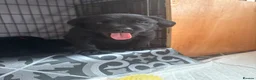 Labrador Retriever dogs for sale: 💙1 Boy Remaining💙 KC Reg Black Labradors 🐾 - Advert 8