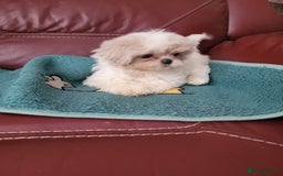 Shih Tzu dogs for sale: Ready now 🥰 Last Imperial ShihTzu Lavender Girl.  - Image 18