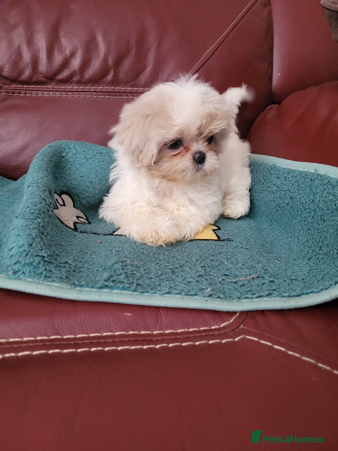 Shih Tzu dogs for sale: Ready now 🥰 Last Imperial ShihTzu Lavender Girl.  - Image 18