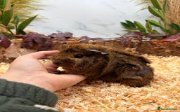 Guinea Pig rodents for sale: 🏡🐹 Multiple pretty Boys available 🐹🏡 - Image 14