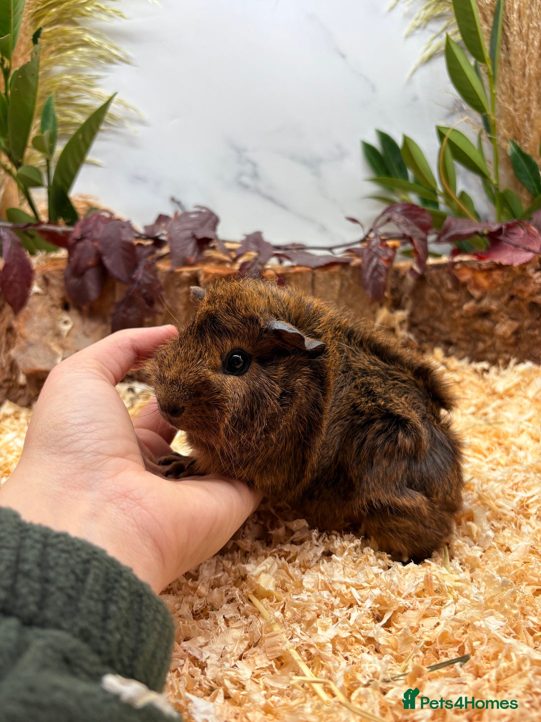 Guinea Pig rodents for sale: 🏡🐹 Multiple pretty Boys available 🐹🏡 - Image 14
