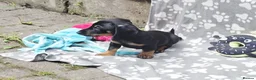Dachshund dogs for sale: Mega cute half long haired dachshund puppies  - Advert 17