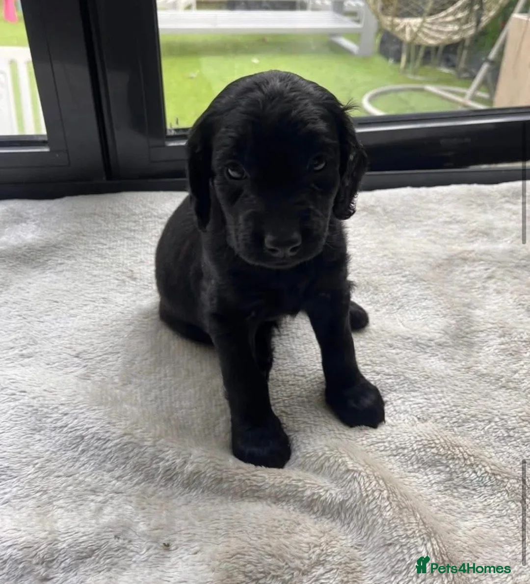 Cockapoo dogs for sale: Cockerpoo - Advert 5