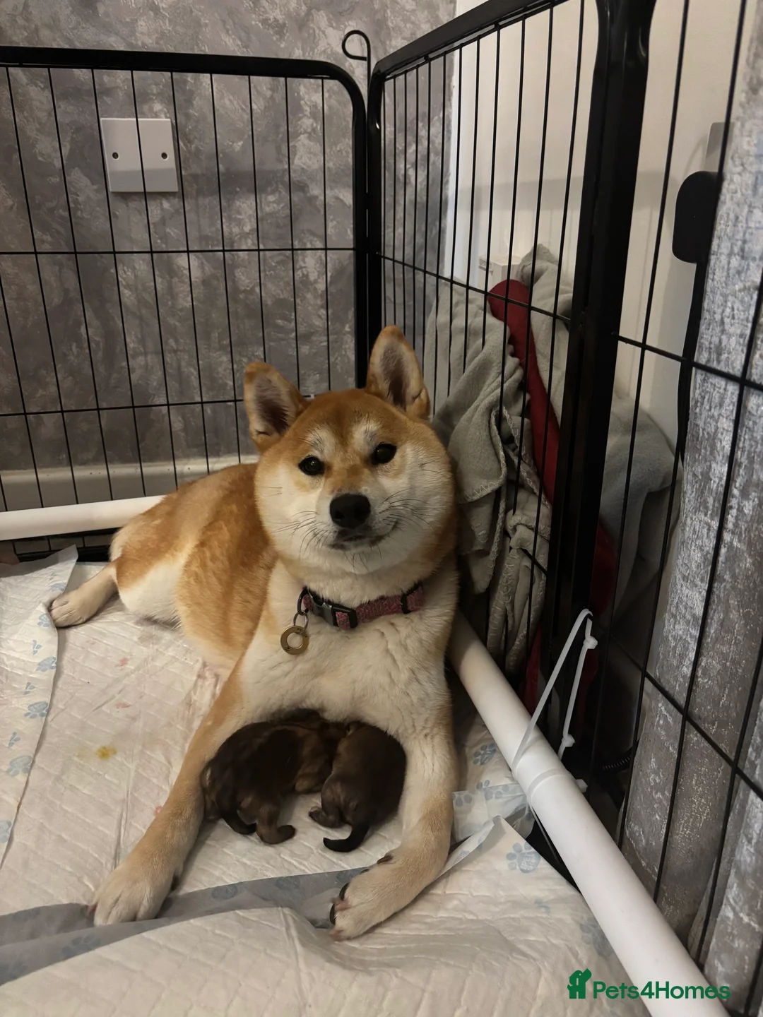 Japanese Shiba Inu dogs for sale: Japanese Shiba Inu  - Advert 1