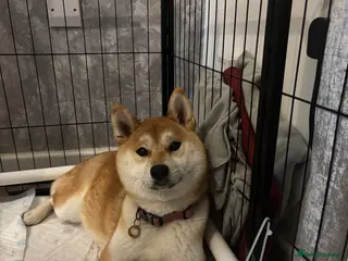 Japanese Shiba Inu dogs Japanese Shiba Inu - Advert 1