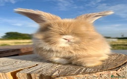 Angora rabbits for sale: Pedigree Full Faced & Maxi Faced English Angoras - Image 40