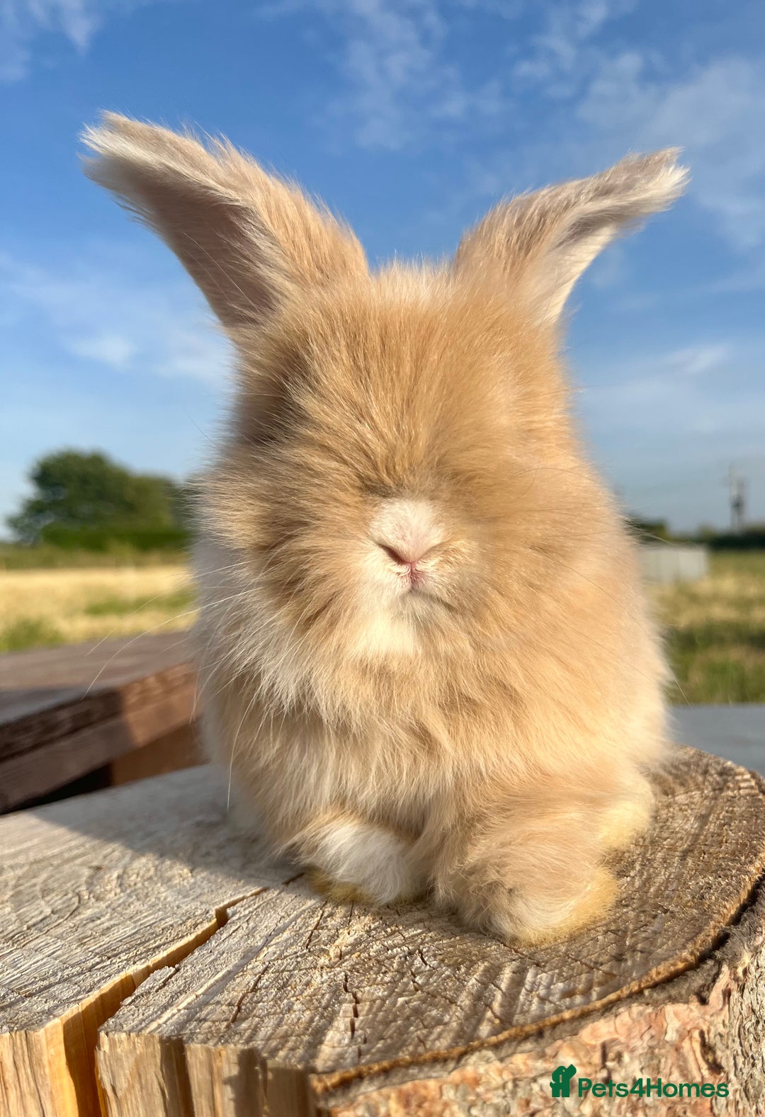 Angora rabbits for sale: Pedigree Full Faced & Maxi Faced English Angoras - Image 40
