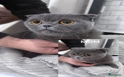 British Shorthair cats for sale: British Shorthair & Scottish Fold - Image 16