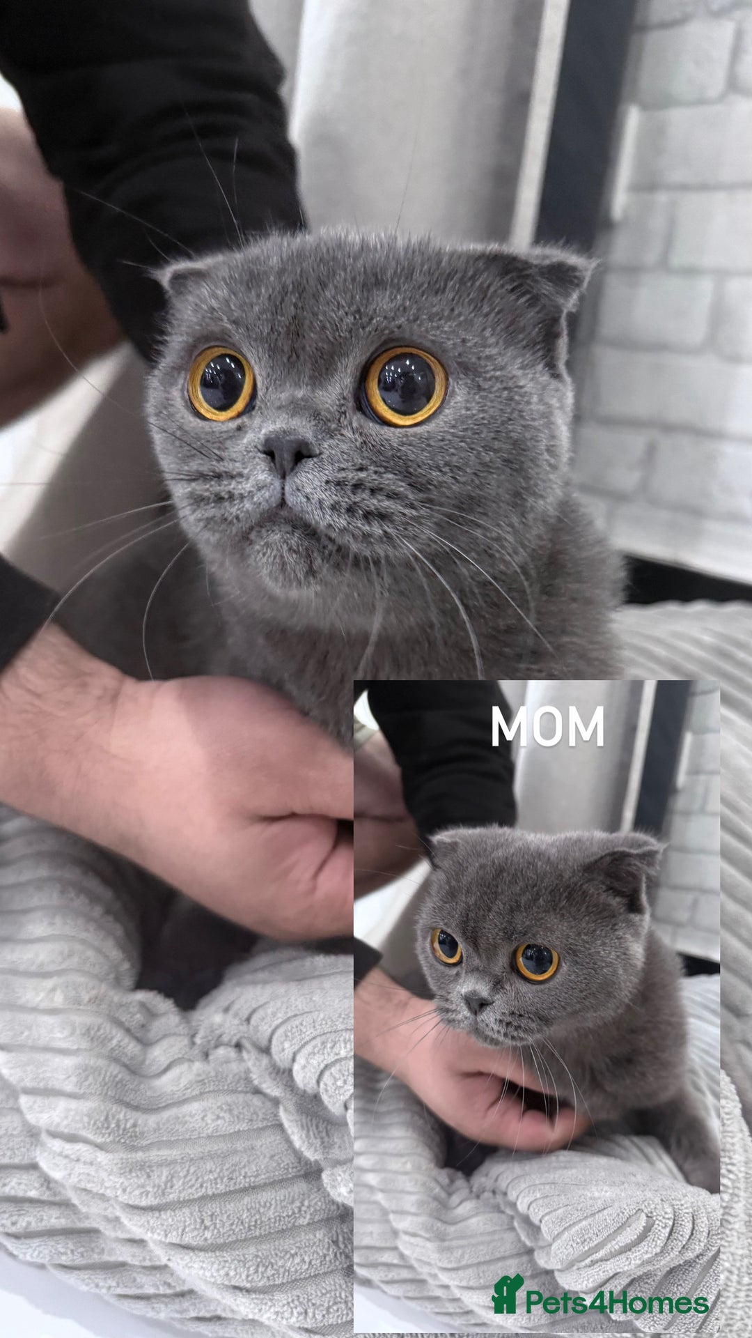 British Shorthair cats for sale: British Shorthair & Scottish Fold - Image 16