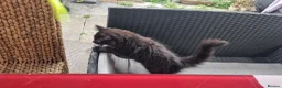 Turkish Angora cats for sale: Sweet, Friendly Kitten Ready Now - Advert 8