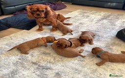 Cavalier King Charles Spaniel dogs for sale: Beautiful KC reg ruby puppies, home reared - Image 5