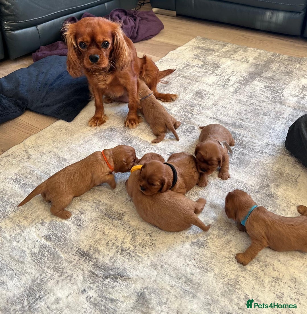 Cavalier King Charles Spaniel dogs for sale: Beautiful KC reg ruby puppies, home reared - Image 5