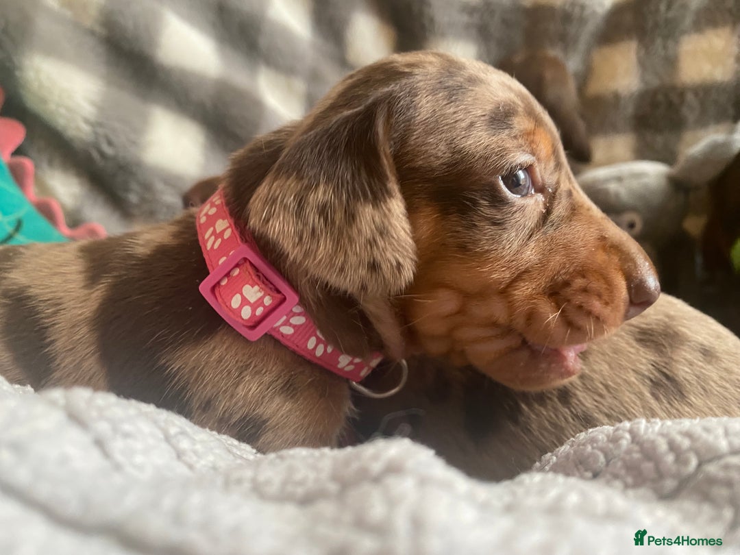 Miniature Dachshund dogs for sale: True Miniature Dachshunds KC Reg - Advert 1