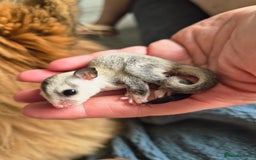 Sugar Glider rodents for sale: 4 baby sugar gliders ready 13th sept price each  - Image 33