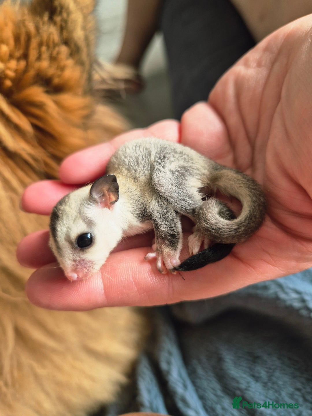 Sugar Glider rodents for sale: 4 baby sugar gliders ready 13th sept price each  - Image 33