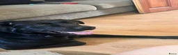 Sheprador dogs for sale: Oreo  - Advert 15
