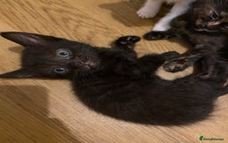 Bengal cats for sale: 7 adorable bengal/tort kitties available now!  - Image 15