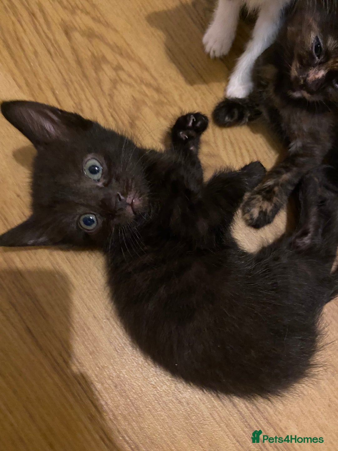 Bengal cats for sale: 7 adorable bengal/tort kitties available now!  - Image 15